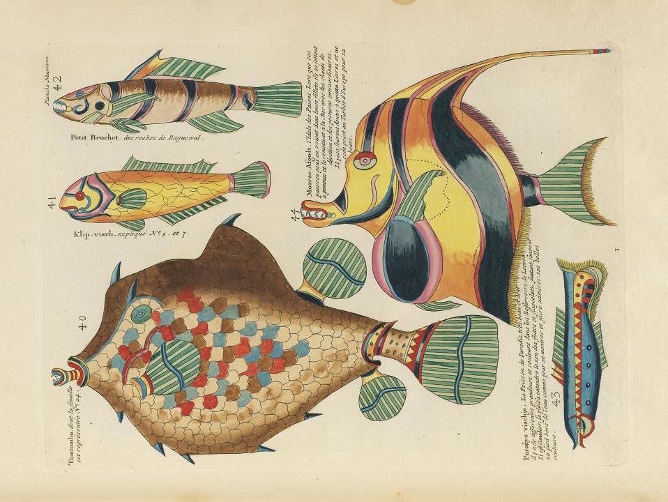 A vintage illustration of four stylized fish with handwritten French labels and numbers.