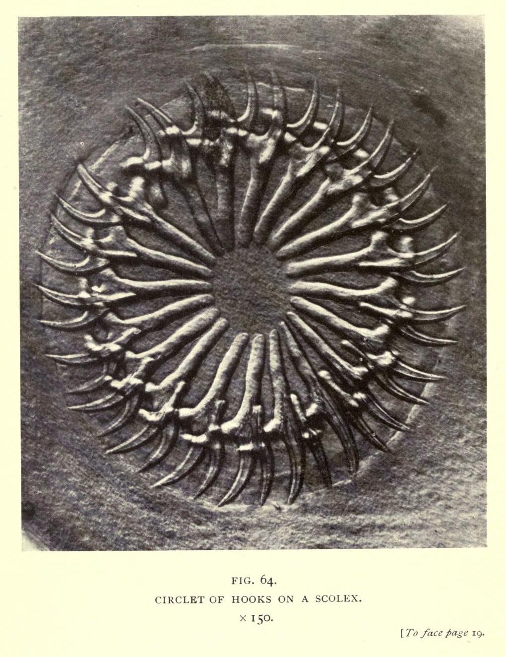Close-up black and white image of a scolex with a circlet of hooks radiating from the center.