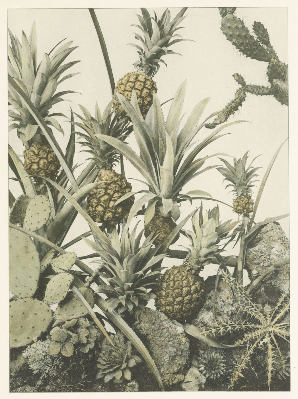 A vintage botanical illustration of pineapples growing amongst cacti and desert plants.