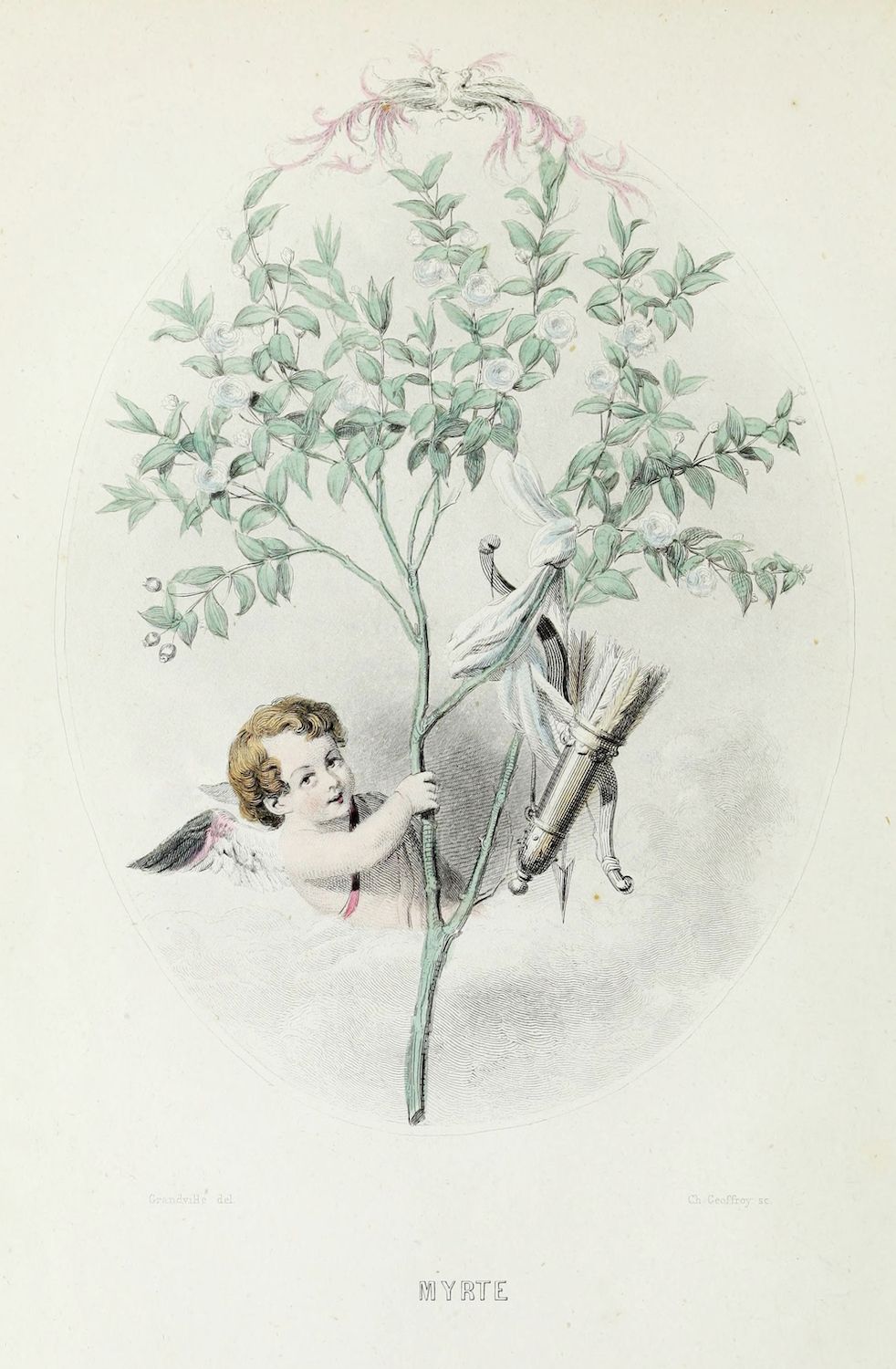 Vintage botanical illustration of a cherubic angel reaching out to a bird perched on a myrte plant.