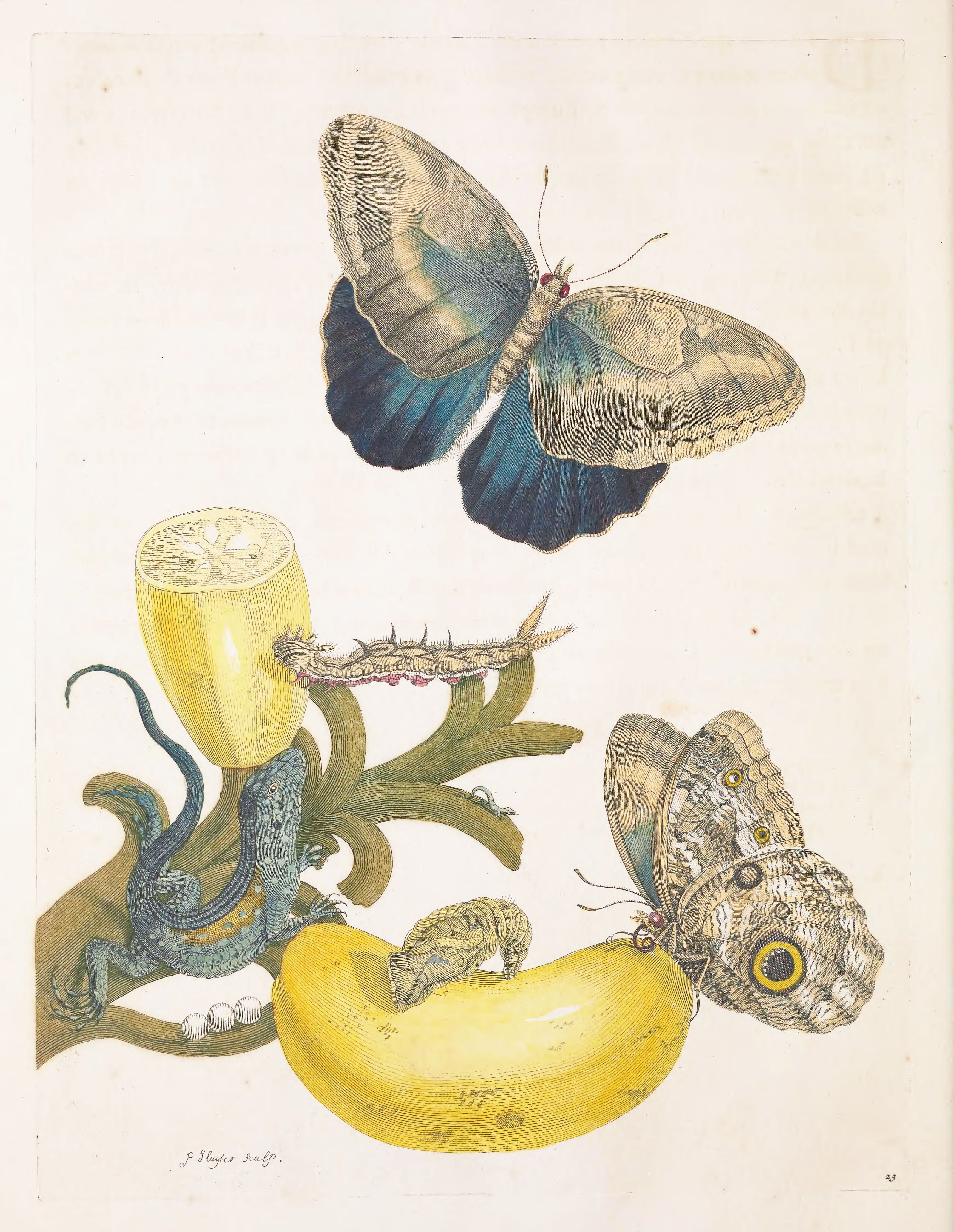 Vintage illustration of butterflies, a lizard, caterpillars, and a yellow fruit on a branch.