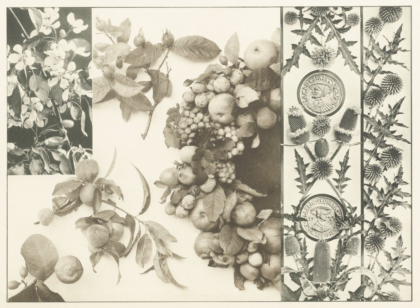 A black and white image of a decorative panel or design. It's composed of several rectangular sections, each filled with botanical illustrations and heraldic elements.