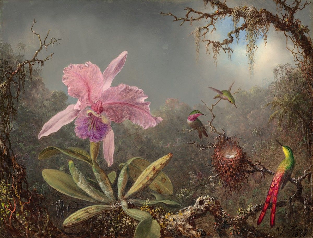 A painting of a pink orchid surrounded by hummingbirds in a tropical forest.