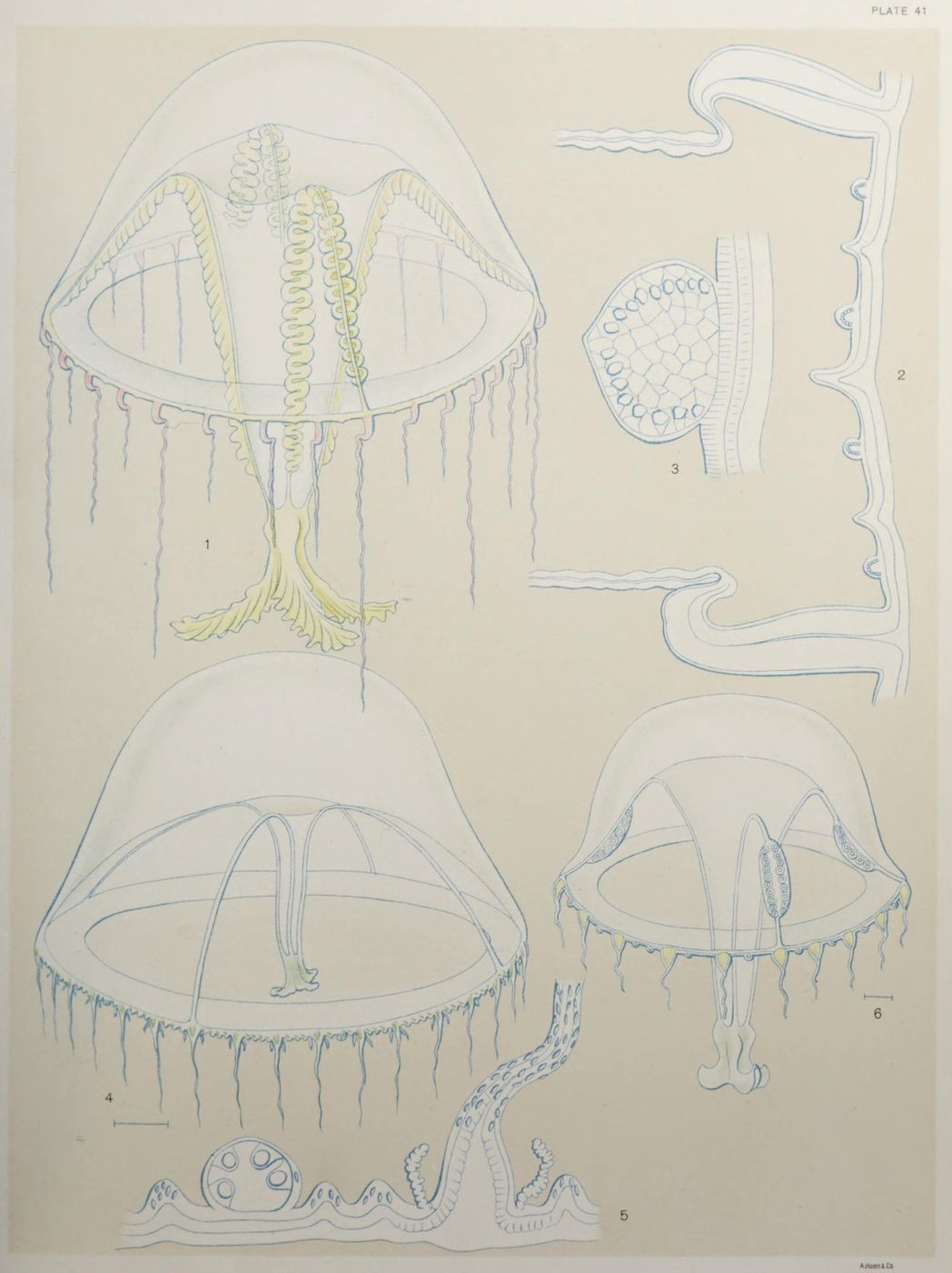 A scientific illustration of a sea anemone, showing various anatomical diagrams labeled 1 through 6, rendered in blue lines on a pale yellow background.