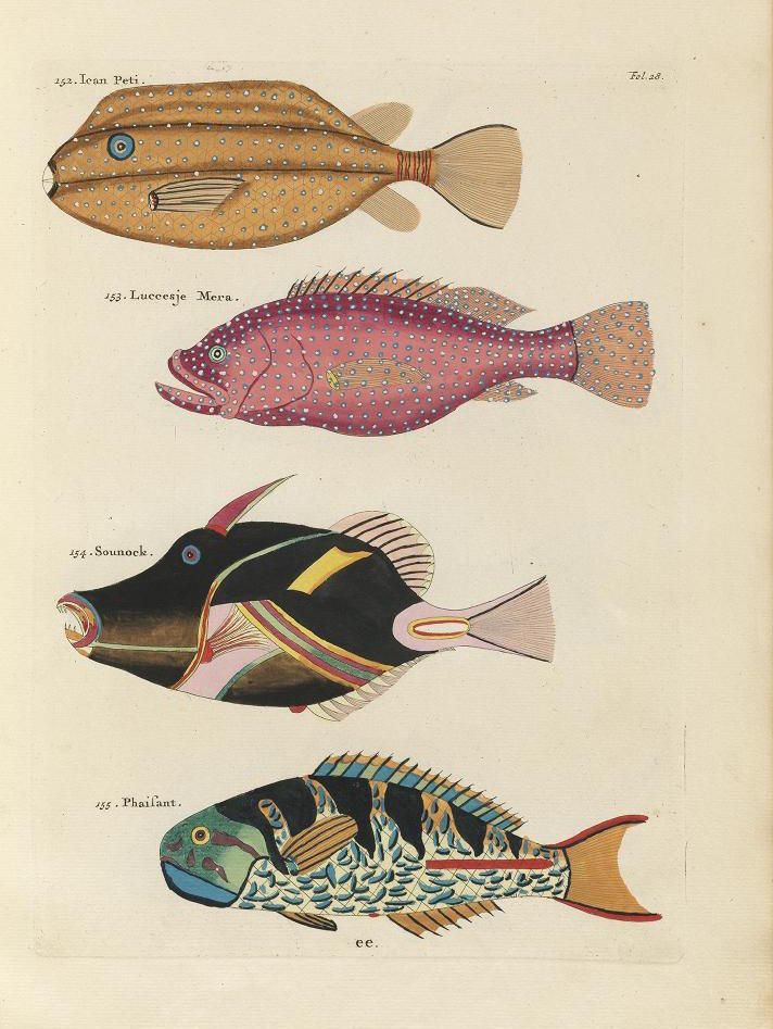 A vintage illustration of four different types of fish, each labeled with a number and name.