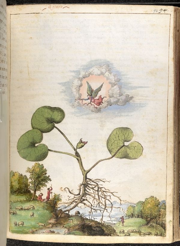 A detailed botanical illustration of a plant with a landscape and angel vignette.