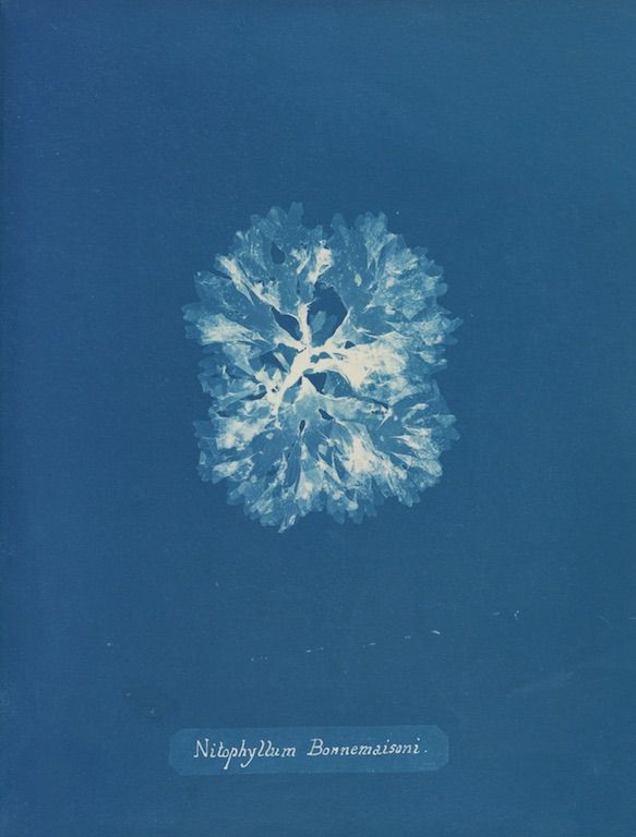 Cyanotype botanical illustration of Nitophyllum Bonnemaisonii, a delicate, feathery plant against a deep cyan-blue background.