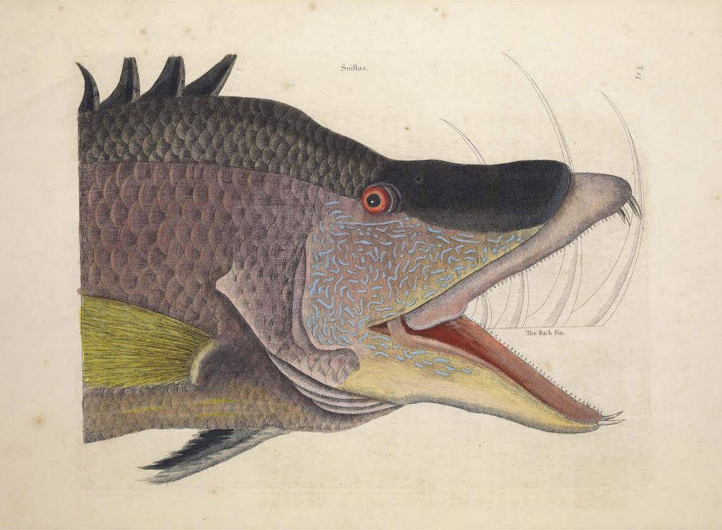 A detailed illustration of a fish head, showcasing its scales, fins, and facial features.
