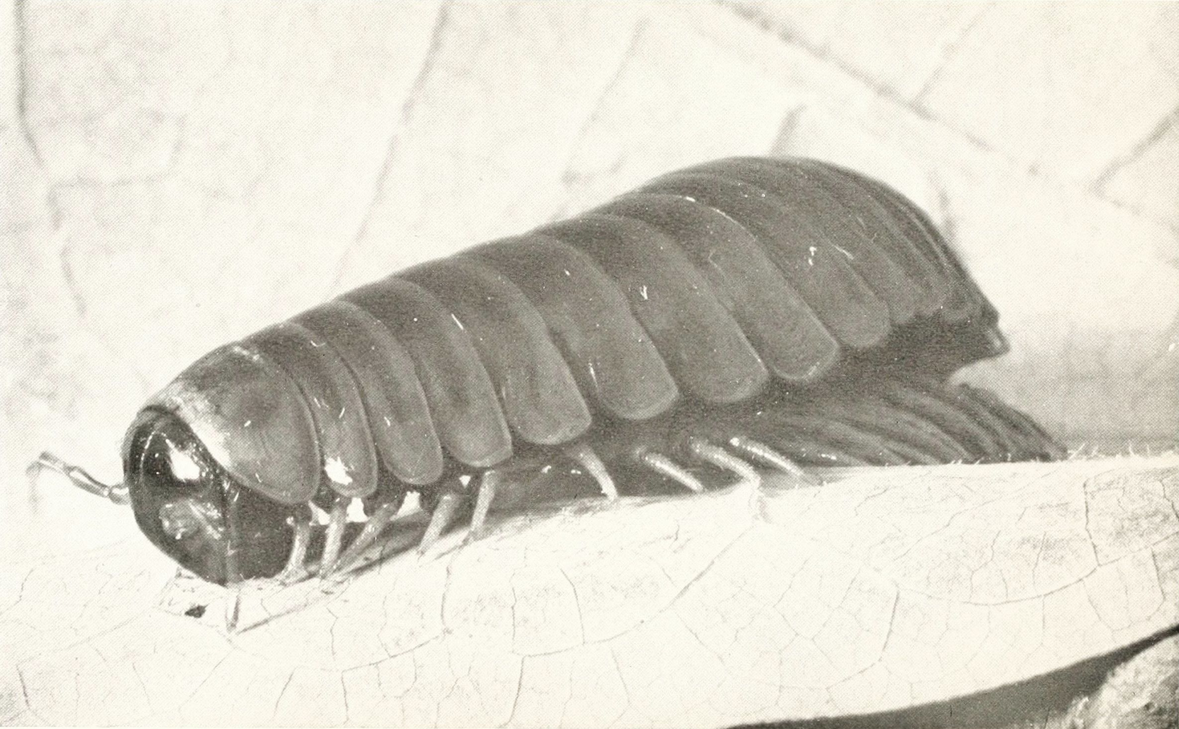 A vintage black and white photograph of a millipede resting on a textured surface.