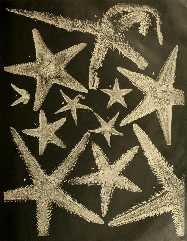Vintage illustration of various starfish or sea stars against a black background, numbered from 1 to 11.
