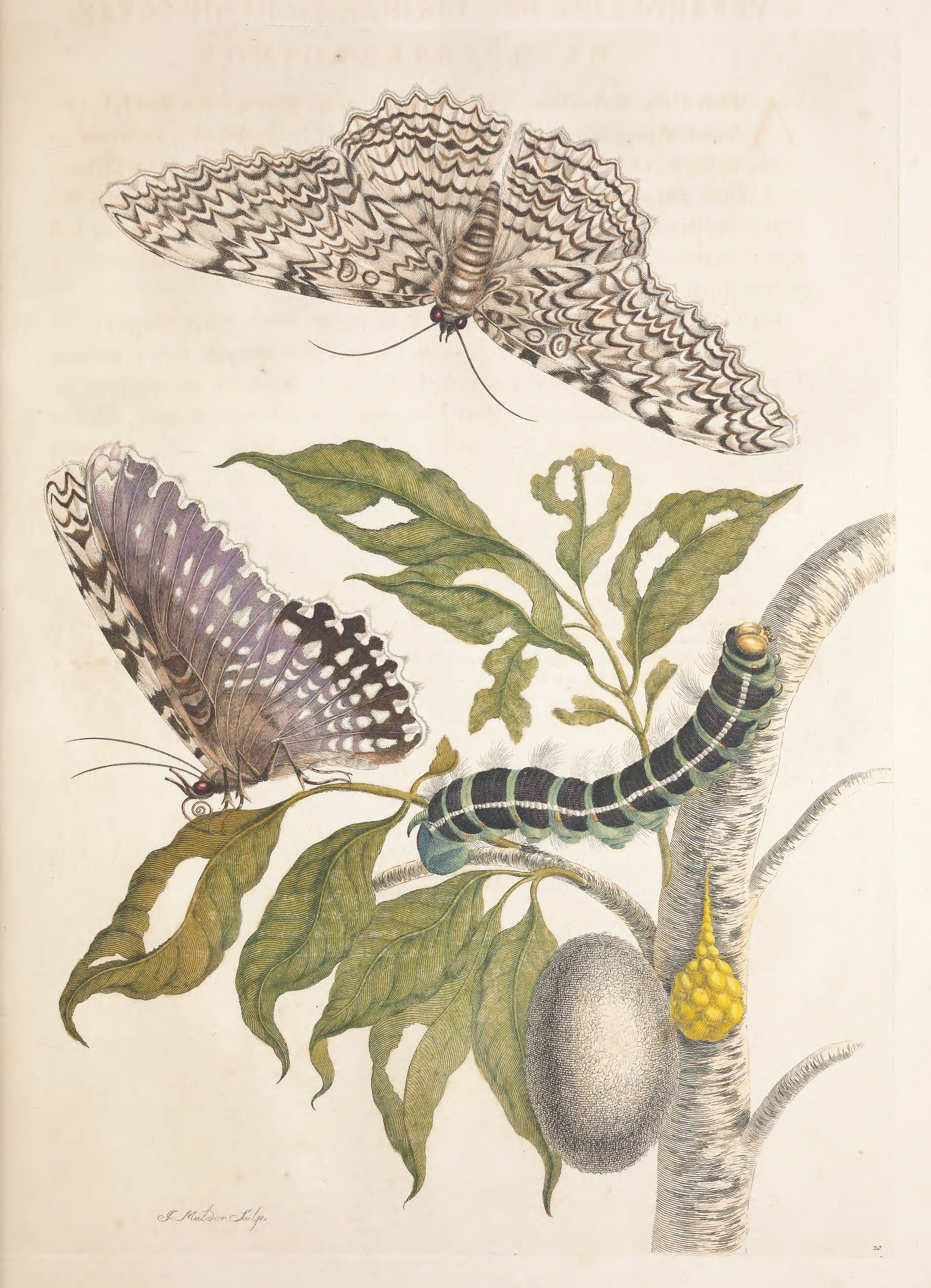 Vintage botanical illustration of a butterfly, caterpillar, plant, egg, and branch.