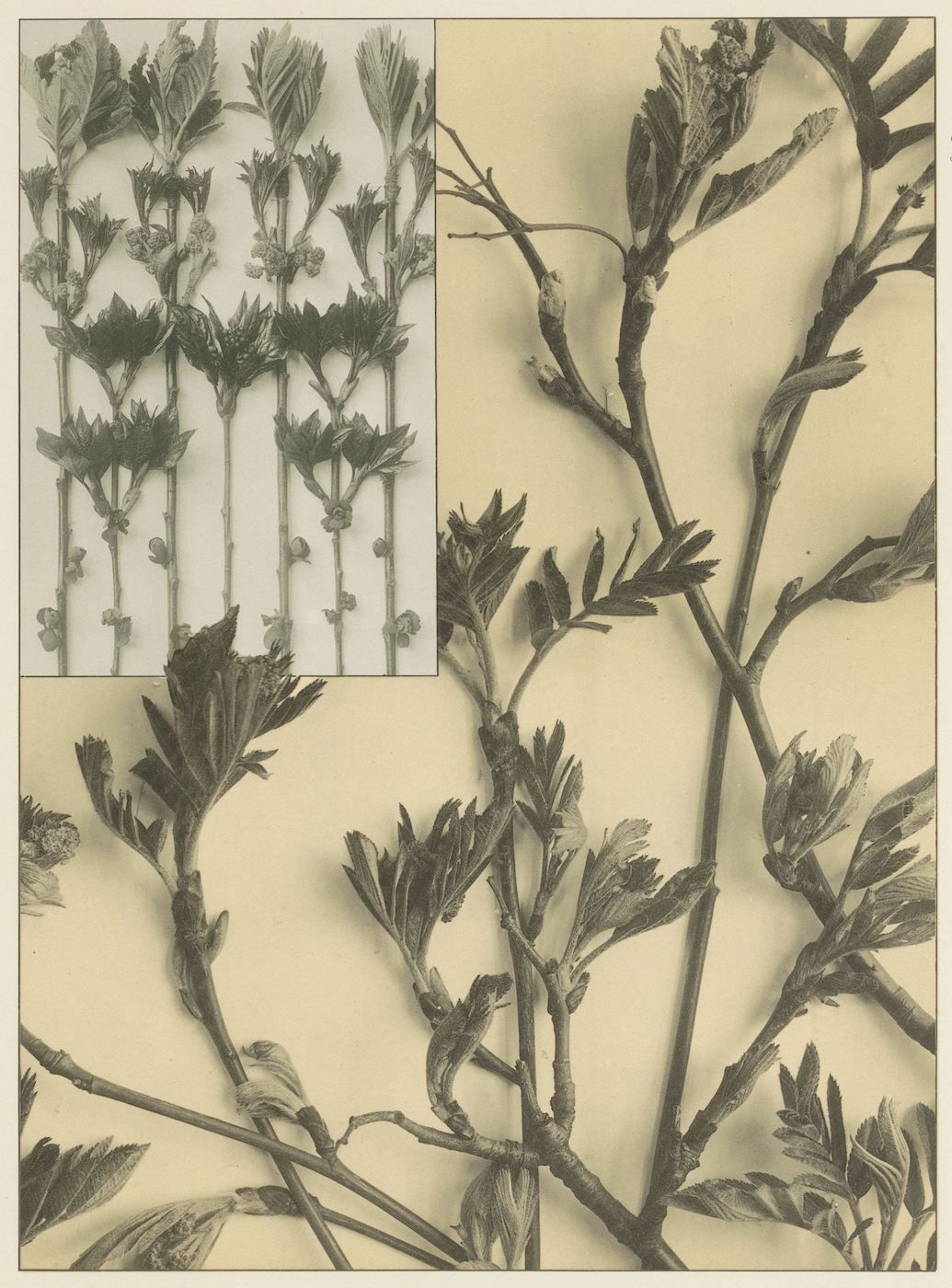 Vintage botanical illustration of a plant with fern-like leaves in sepia tone.