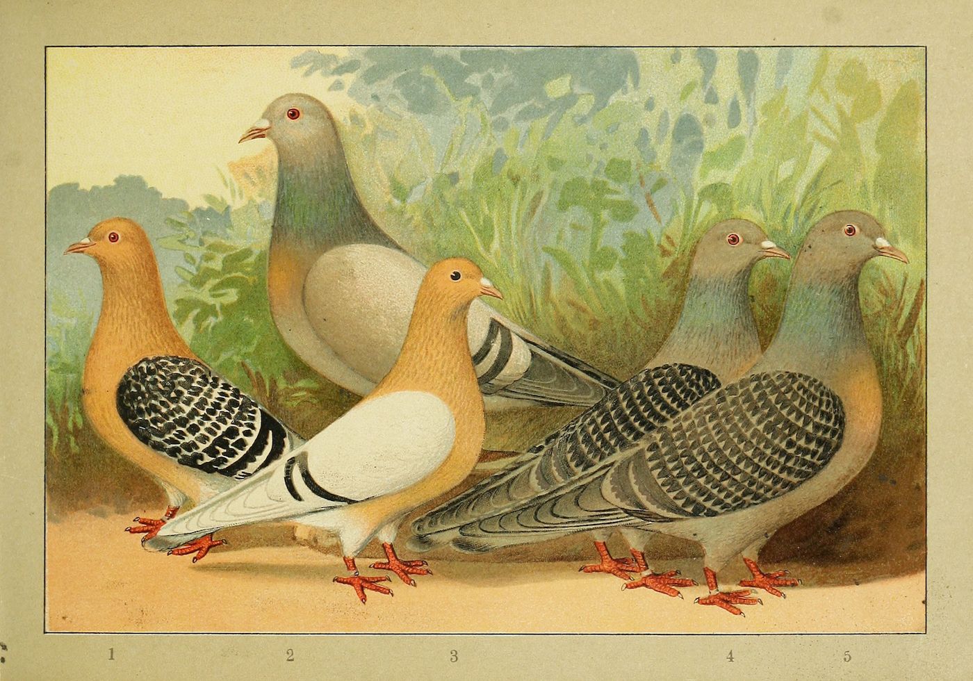 Vintage illustration of five pigeons in various colors and patterns standing on a patch of ground with tall grass in the background.