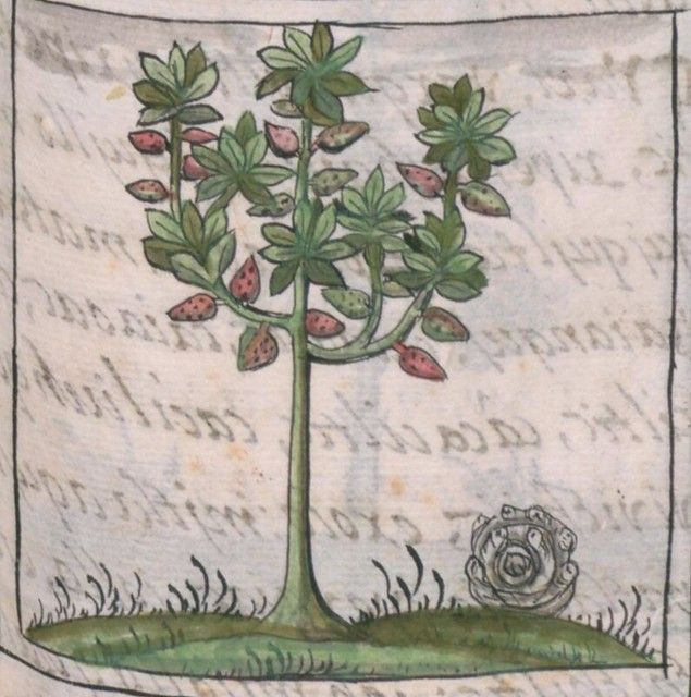 A detailed illustration of a small tree or shrub with green leaves and pinkish-red fruits, planted on a mound of earth with grass, set against a background of faded handwritten text.