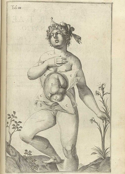 Vintage engraving of a nude male figure with anatomical labels, surrounded by plants and foliage.