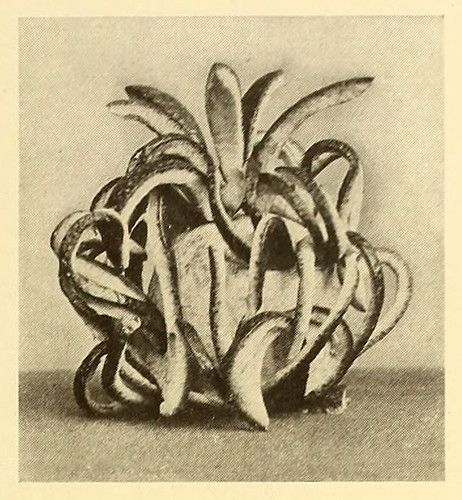 Black and white photograph of an abstract sculpture composed of curved, elongated elements.