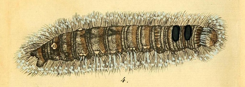 Detailed illustration of a fuzzy, brown caterpillar with yellow spots and a pale yellow background.
