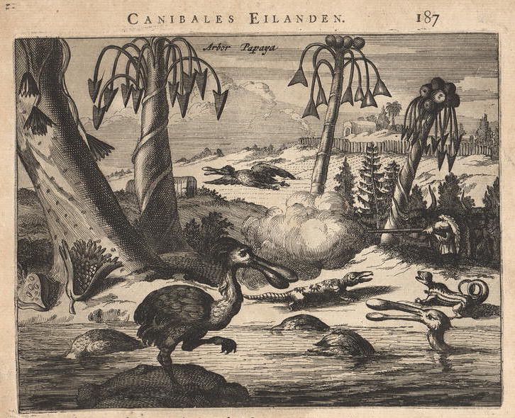 Vintage engraving of a dodo bird in a tropical landscape with crocodiles, monkeys, and papaya trees. The title reads "Canibales Eilanden".