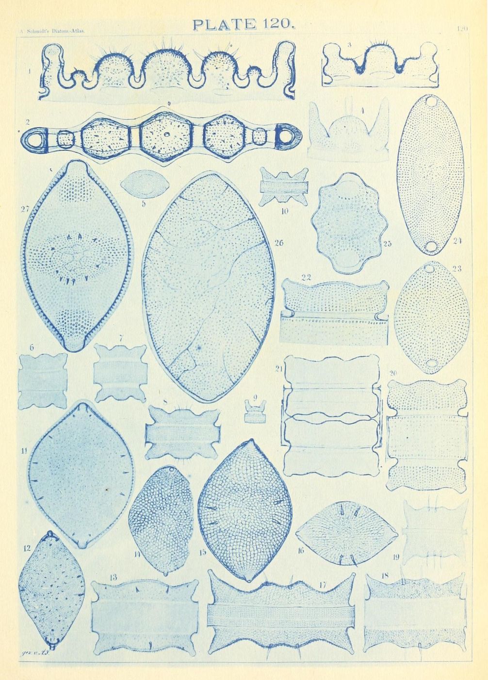 Plate 120: A vintage scientific illustration featuring detailed diagrams of microscopic organisms, likely diatoms or algae, numbered from 1 to 27.