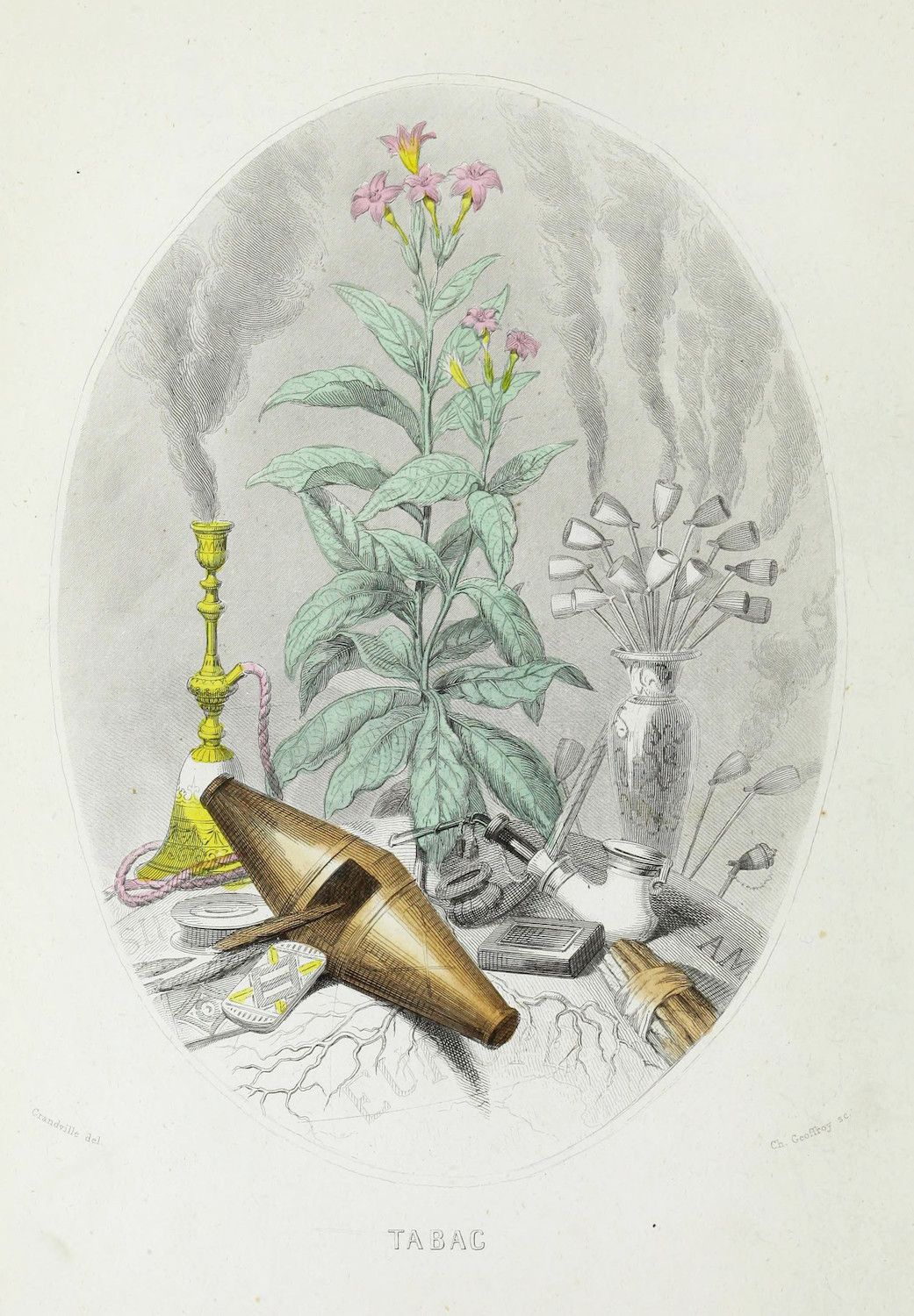 Vintage botanical illustration of a tobacco plant and smoking paraphernalia.