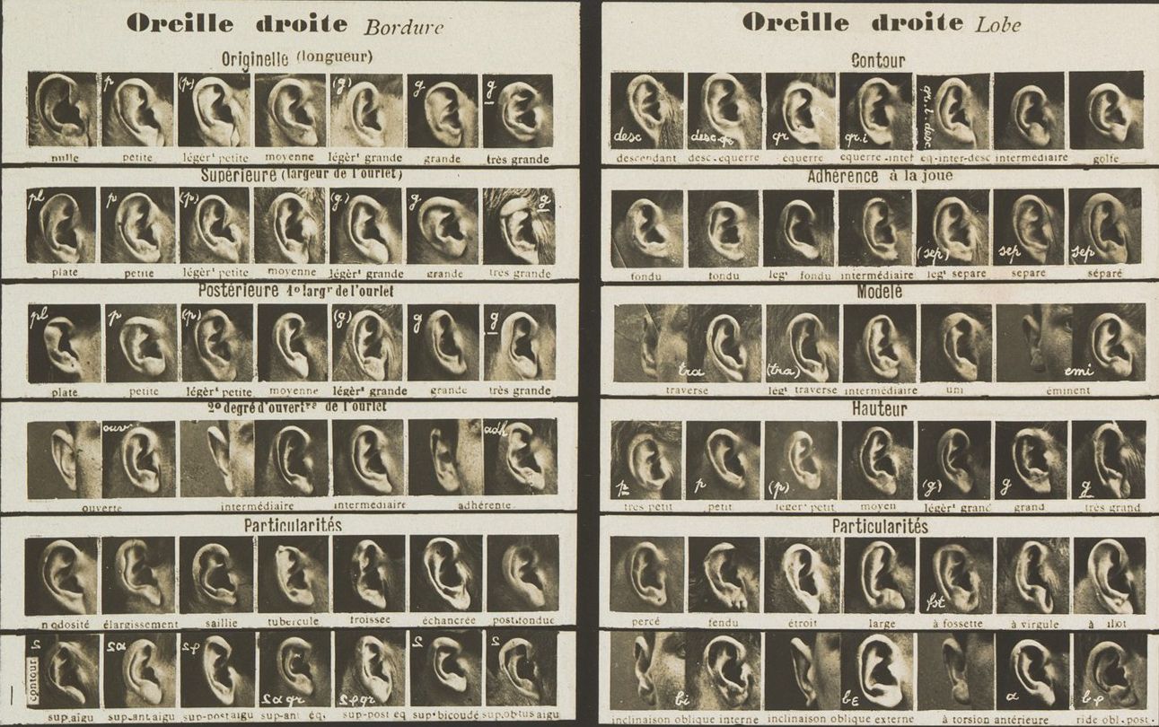 A vintage scientific chart of ear morphology, divided into two sections: 'Right Ear Rim' and 'Right Ear Lobe'. Each section contains rows of black and white photographs of ears, showcasing variations in shape, size, and features, with handwritten labels in French describing the characteristics.