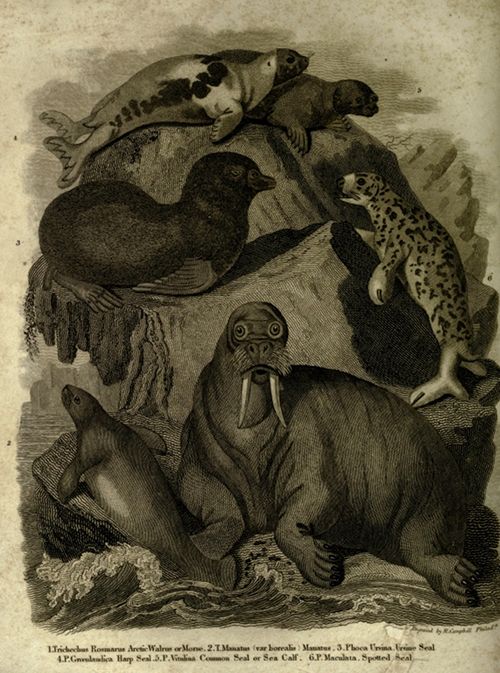 Vintage illustration of a walrus and seals in an arctic environment.