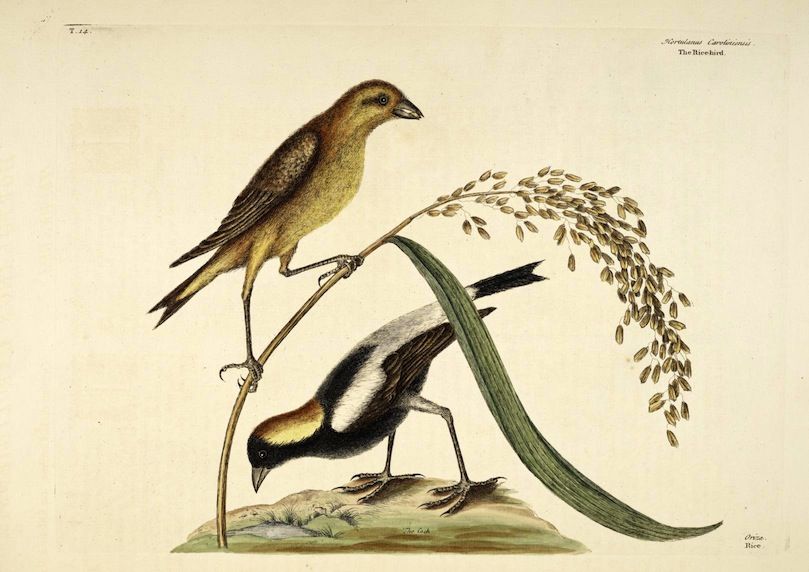 Vintage illustration of two birds perched on a rice plant.