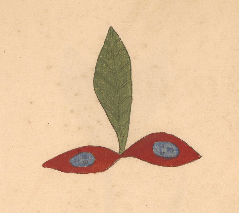 Vintage botanical illustration of a plant with heart-shaped flowers and a single leaf.