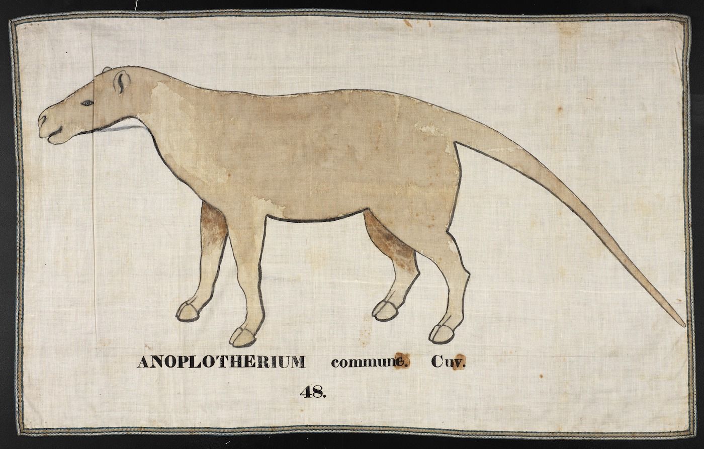 A vintage hand-drawn illustration of an Anoplotherium, a prehistoric mammal, in profile, with text identifying the species and number 48 below.