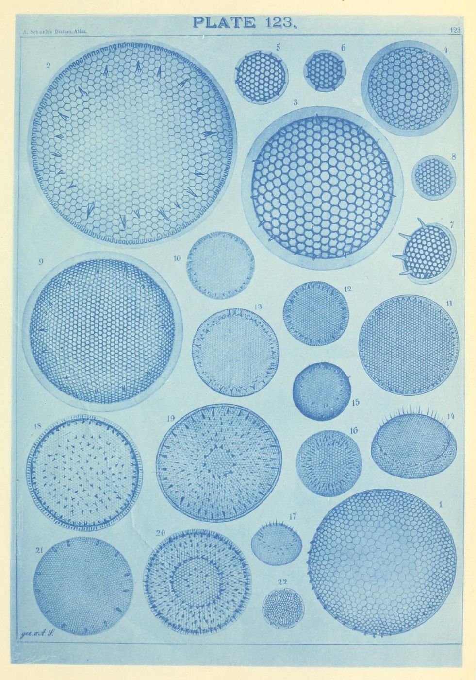 Vintage scientific illustration of 22 diatom species, numbered 1-22, rendered in pale blue on textured paper.