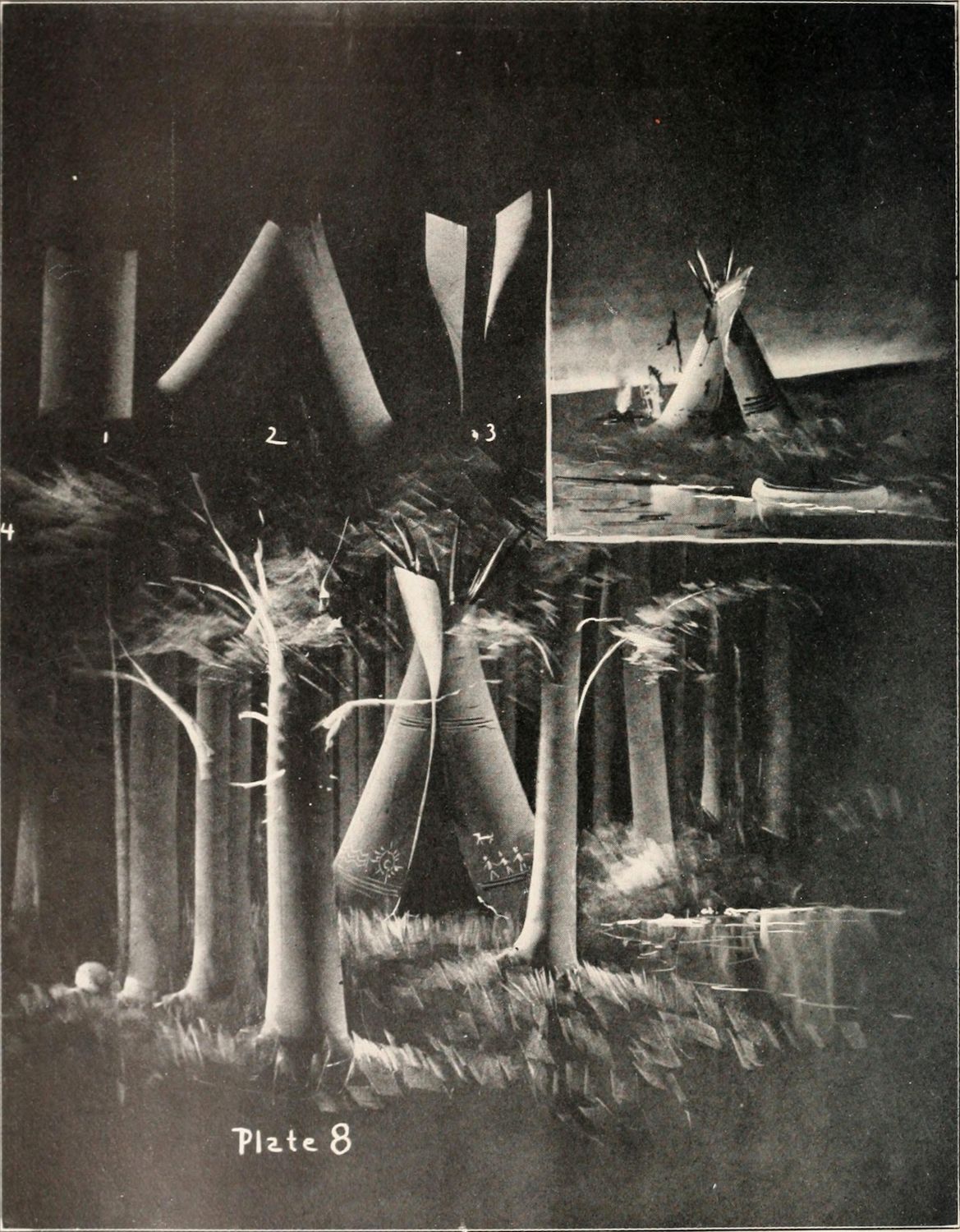 A black and white illustration of a forest scene with tall, slender trees and dense foliage. The image is labeled 'Plate 8' and includes numbers next to some of the trees.