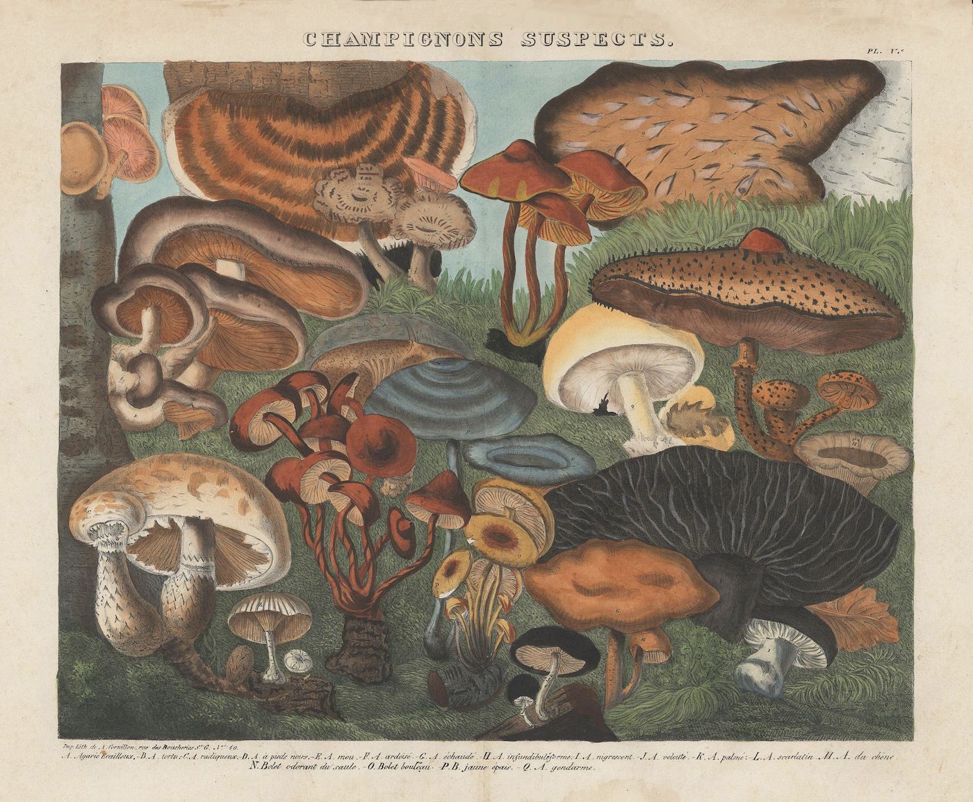 Vintage botanical illustration of various mushrooms titled "Champignons Suspects".