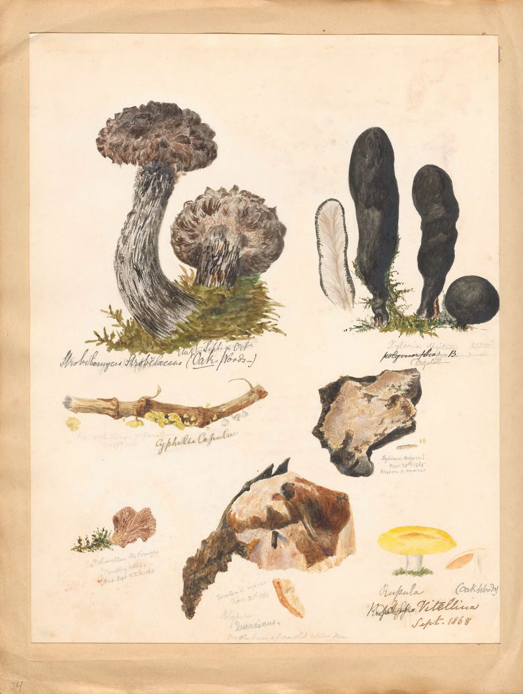 A vintage botanical illustration of six different types of fungi, rendered in watercolor and ink on aged paper. Each specimen is labeled with its scientific name in cursive handwriting, and the date 'Sept. 1868' is visible in the bottom right corner.
