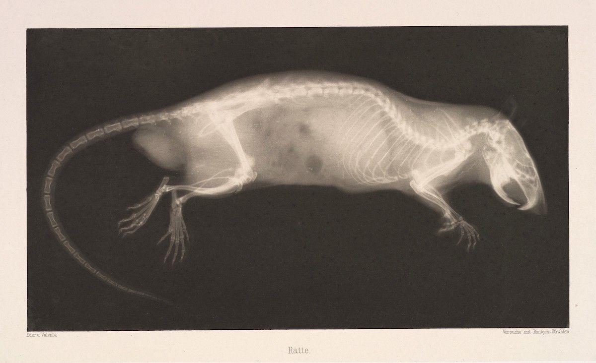 An x-ray image of a rat skeleton, showing the bones of the spine, ribs, legs, and tail.