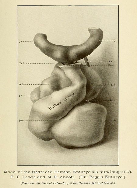 Vintage medical illustration of a human embryo's heart model, labeled with anatomical features.