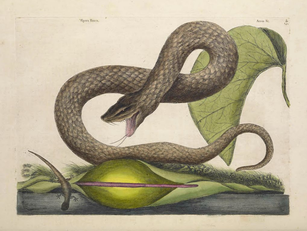Vintage illustration of a snake coiled around a plant with broad leaves.