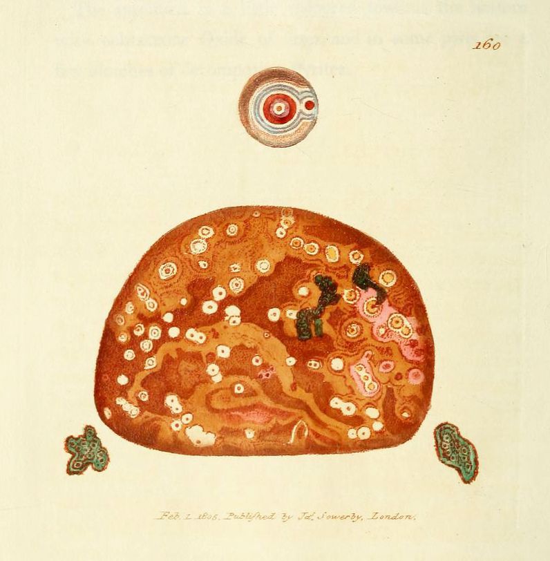 A vintage illustration of a complex organic pattern with circular and oval shapes in reddish-brown and beige, set against a pale yellow background. The number '160' is in the upper right corner, and text at the bottom reads 'Feb. 1. 1855. Published by J. Sowerby, London.'