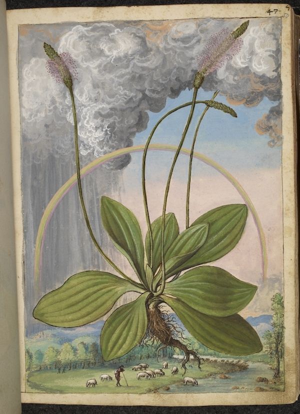 Vintage botanical illustration of a plant with a rainbow and landscape.