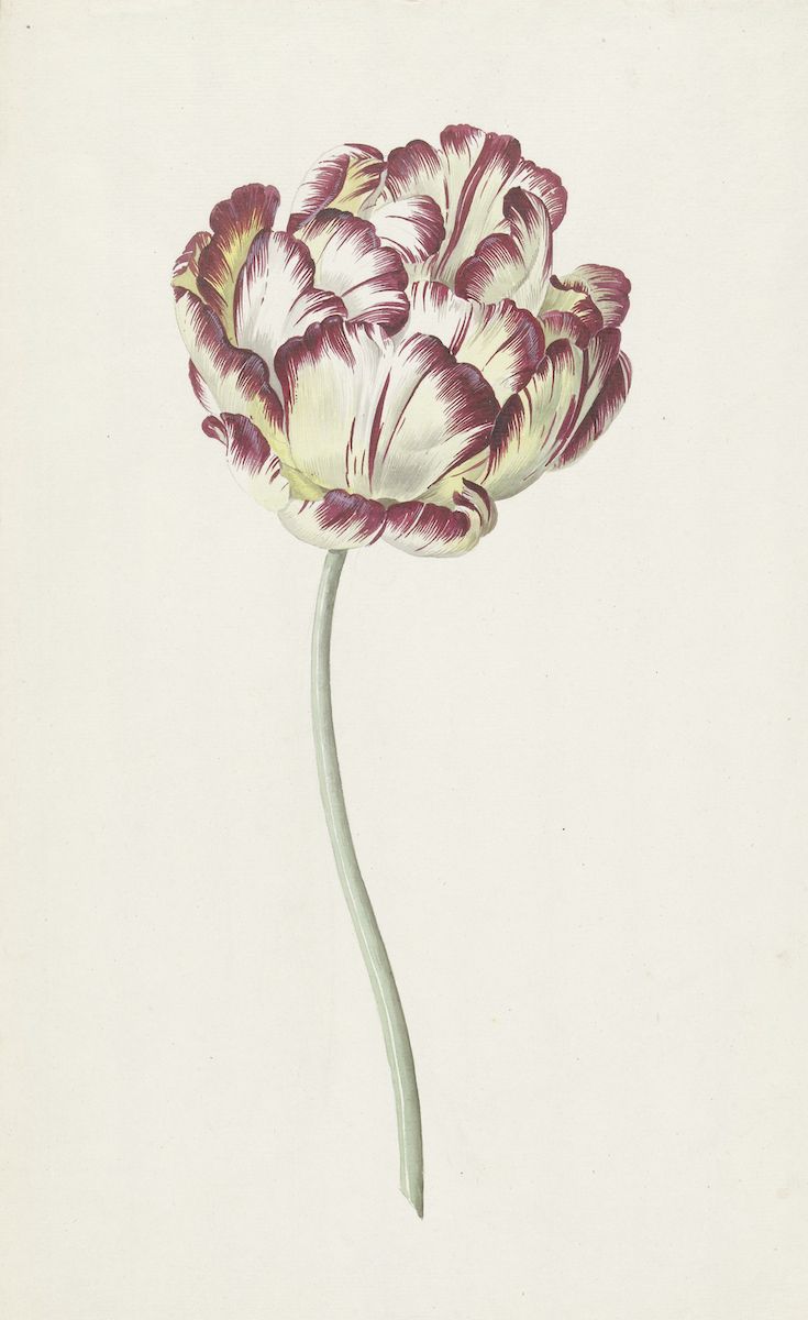 A detailed botanical illustration of a tulip with creamy white and deep burgundy petals, supported by a slender green stem.