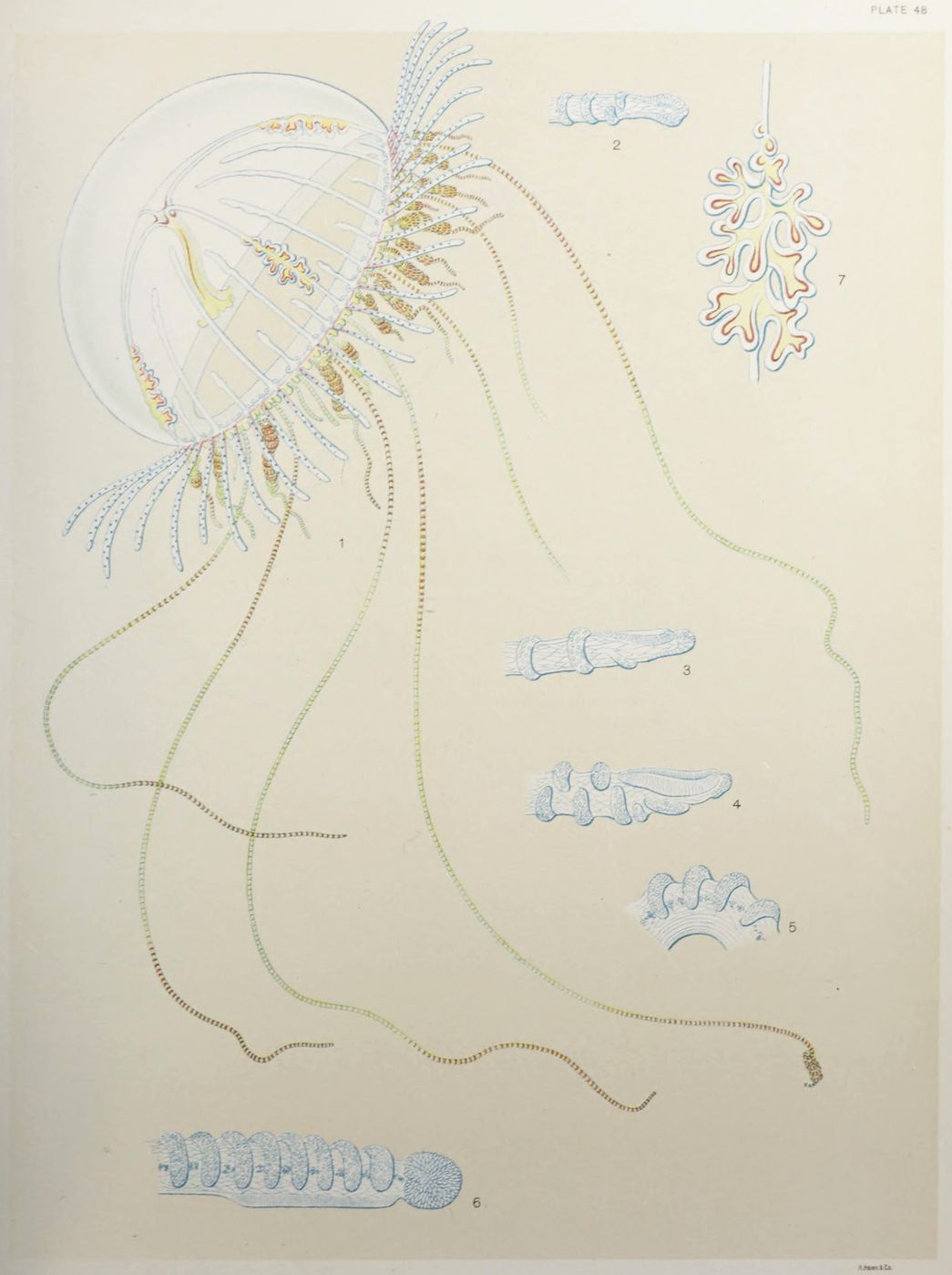 Vintage scientific illustration of sea pens and hydroids, labeled 'Plate 48'.