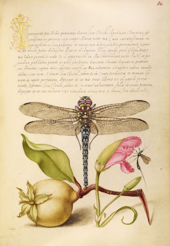 Antique botanical illustration of a dragonfly and flowers.