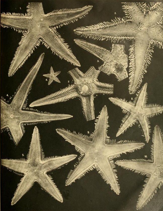 Vintage illustration of ten different starfish against a black background, numbered 1-10.