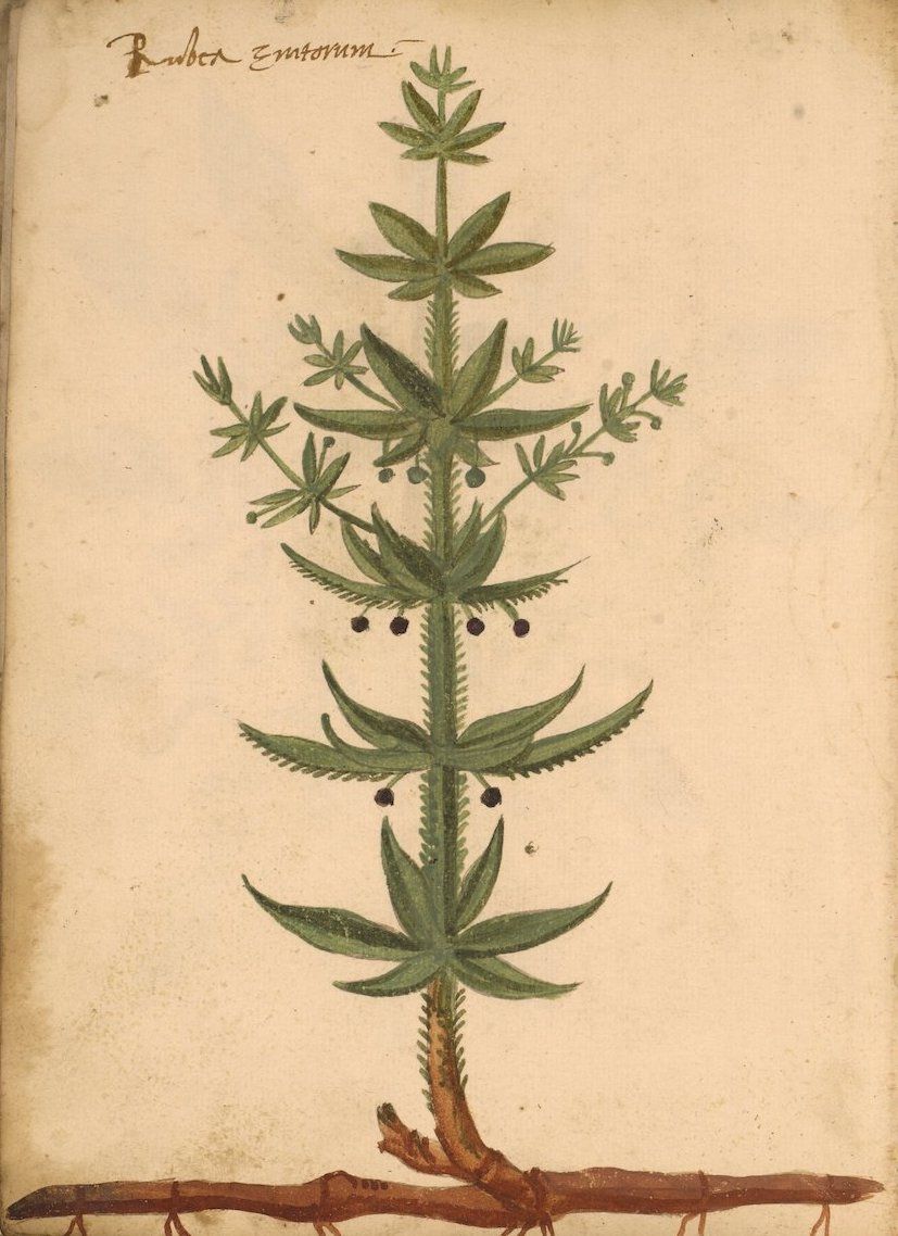 Vintage botanical illustration of a plant with green leaves, dark berries, and a brown root system.