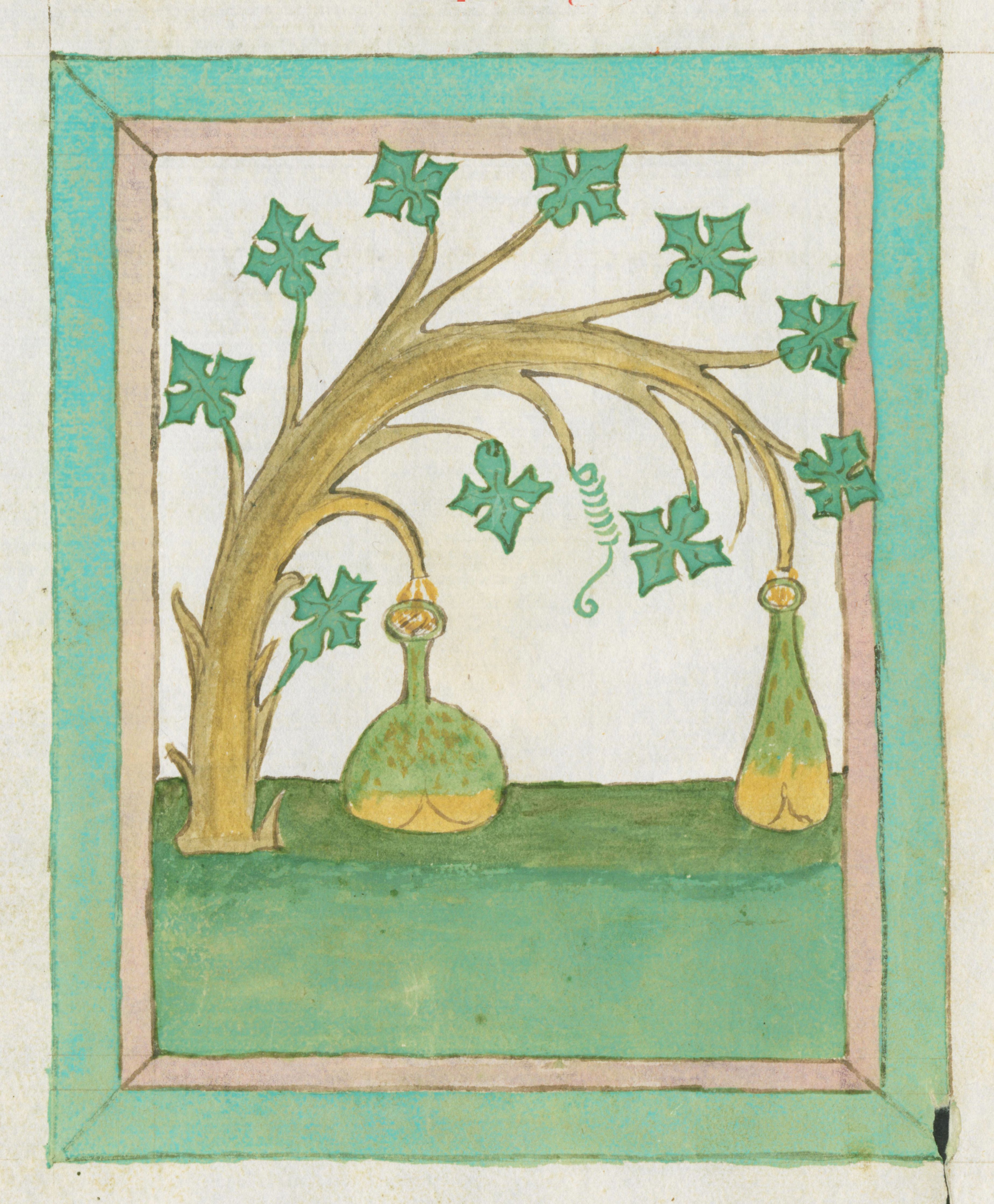 Medieval illustration of a plant with hanging vessels.