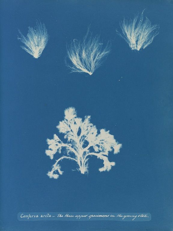 cyanotype photograph of three seaweed specimens against a deep blue background, with handwritten text identifying the specimens as 'Conferva arcta - the three upper specimens in the young state'.