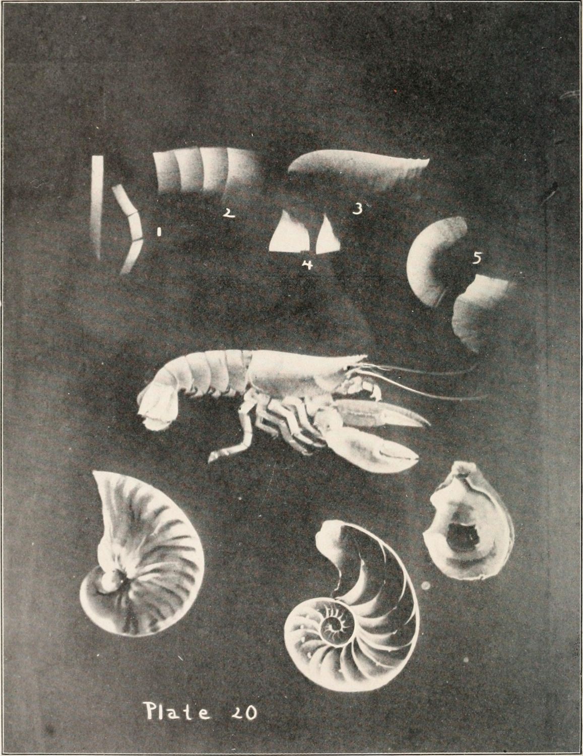 A vintage black and white illustration of a lobster surrounded by numbered shell fragments and complete shells, labeled "Plate 20".