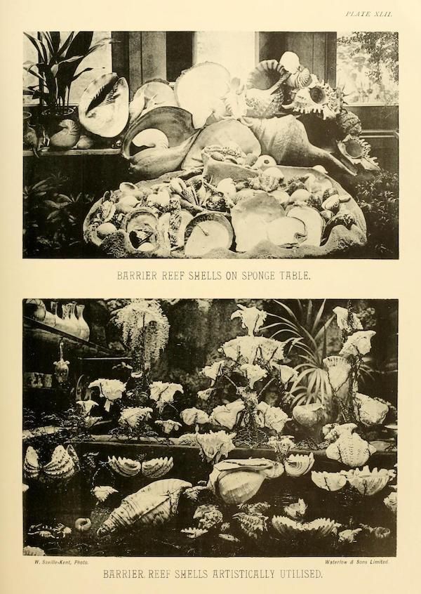 Two black and white photographs of barrier reef shells arranged artistically. The top image shows shells on a sponge table, while the bottom image shows shells scattered with plants in the background.