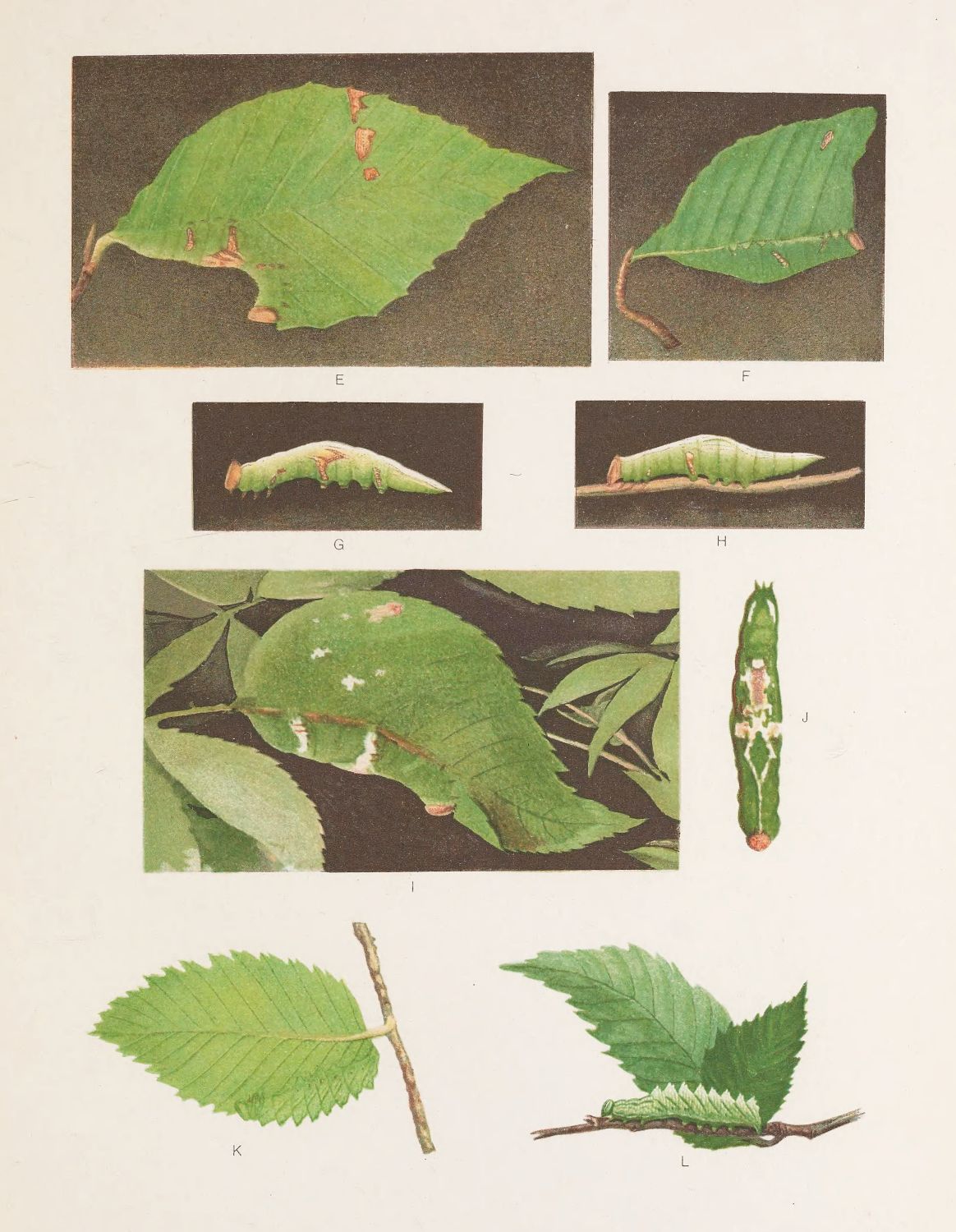 Vintage botanical illustration of caterpillar life cycle and leaf damage.