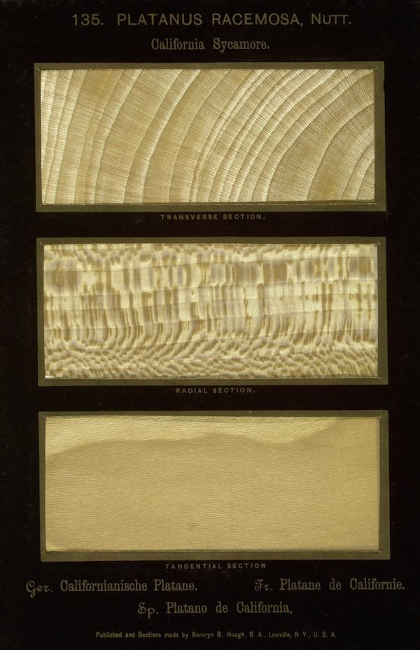 Vintage botanical illustration of California Sycamore wood sections.