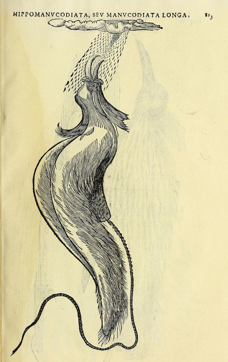 Vintage illustration of a fantastical sea creature with a long body, numerous tentacles, and a spray of linear markings above it. Text at the top reads "HIPPOMANVCODIATA. SEV MANVCODIATA LONGA." and a number "83".